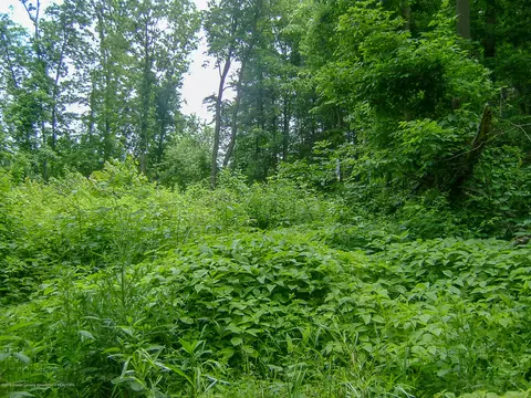 685 Gulick Rd, Haslett, MI 48840 photo 26