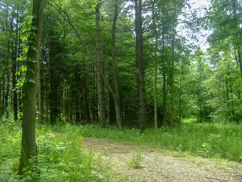 685 Gulick Rd, Haslett, MI 48840 photo 23