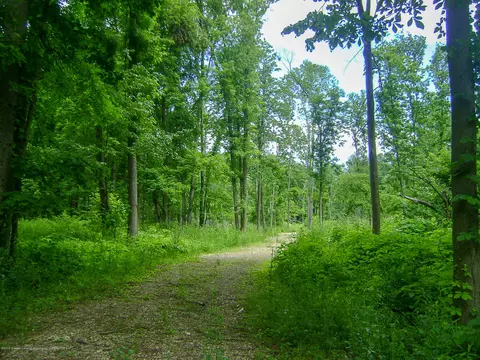 685 Gulick Rd, Haslett, MI 48840 photo 20