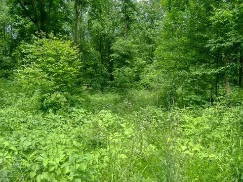 685 Gulick Rd, Haslett, MI 48840 photo 25