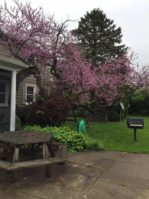 772 E Maple St, Mason, MI 48854 photo 3