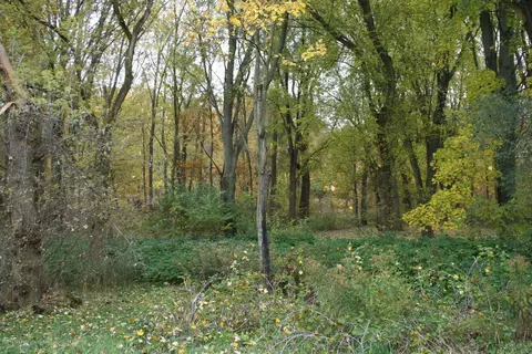 703 W Main St, Dewitt, MI 48820 photo 14
