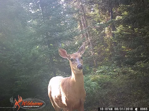 1756 Evans Trl, Grayling, MI 49738 photo 29
