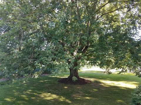 210 E Maple St, Elsie, MI 48831 photo 44