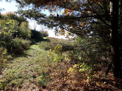 865 Barry Rd, Haslett, MI 48840 photo 52
