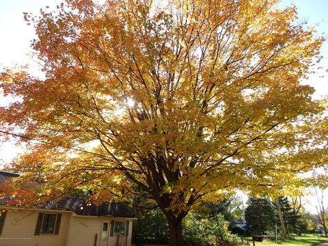 0 Midwood E, Lansing, MI 48911 photo 11