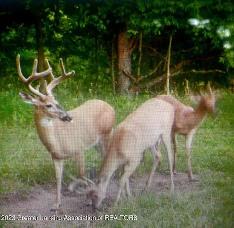 V/l Wacousta Road, Dewitt, MI 48820 photo 12