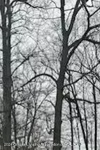 5408 Glendale Dr, Harrison, MI 48625 photo 8