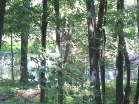 1008 Elmwood, Dewitt, MI 48820 photo 18