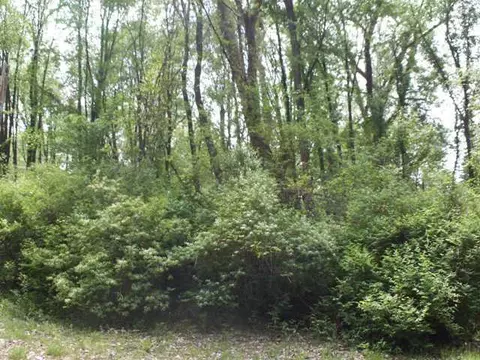 3895 Taelor Cir, Dewitt, MI 48820 photo 4