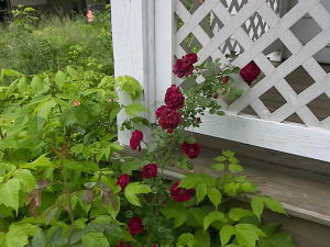 2125 I St, Bedford, IN 47421 photo 4