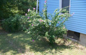 206 E Vermilya Ave, Bloomington, IN 47401 photo 10