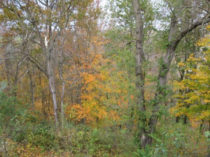902 Lafayette Ave, Oolitic, IN 47451 photo 11
