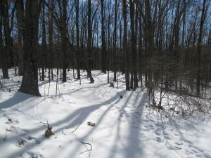 1499 Dutch Ridge Rd, Heltonville, IN 47436 photo 17