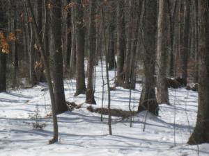 1499 Dutch Ridge Rd, Heltonville, IN 47436 photo 20