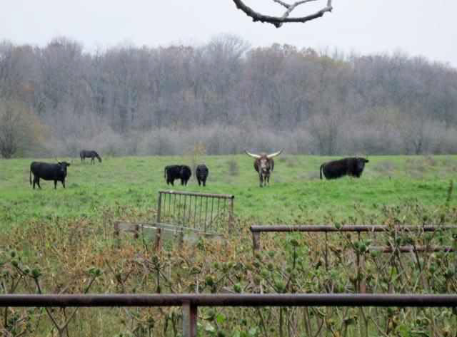 6990 N County Road 175e, Springport, IN 47386 photo 9