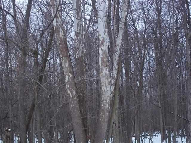 9101 W 250 S, Andrews, IN 46702 photo 10