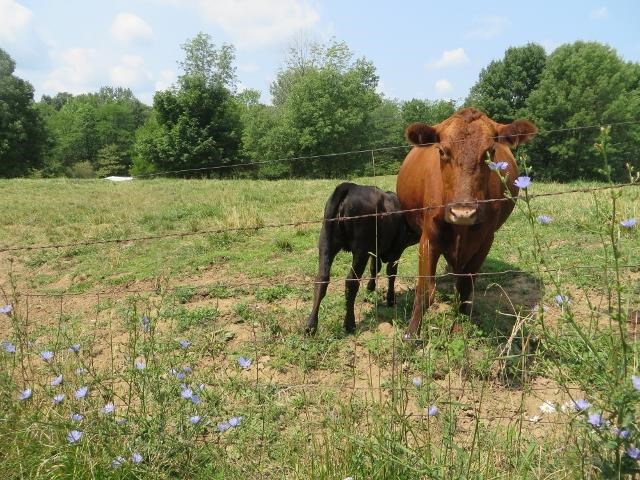 7167 E County Road 750 N, Mooreland, IN 47360 photo 22