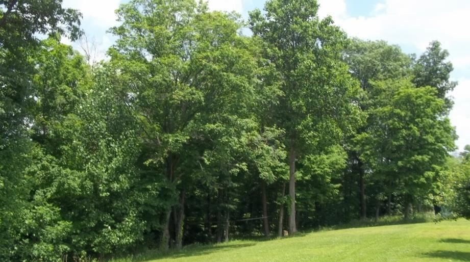 3810 Peggy Hollow Rd, Shoals, IN 47581 photo 26