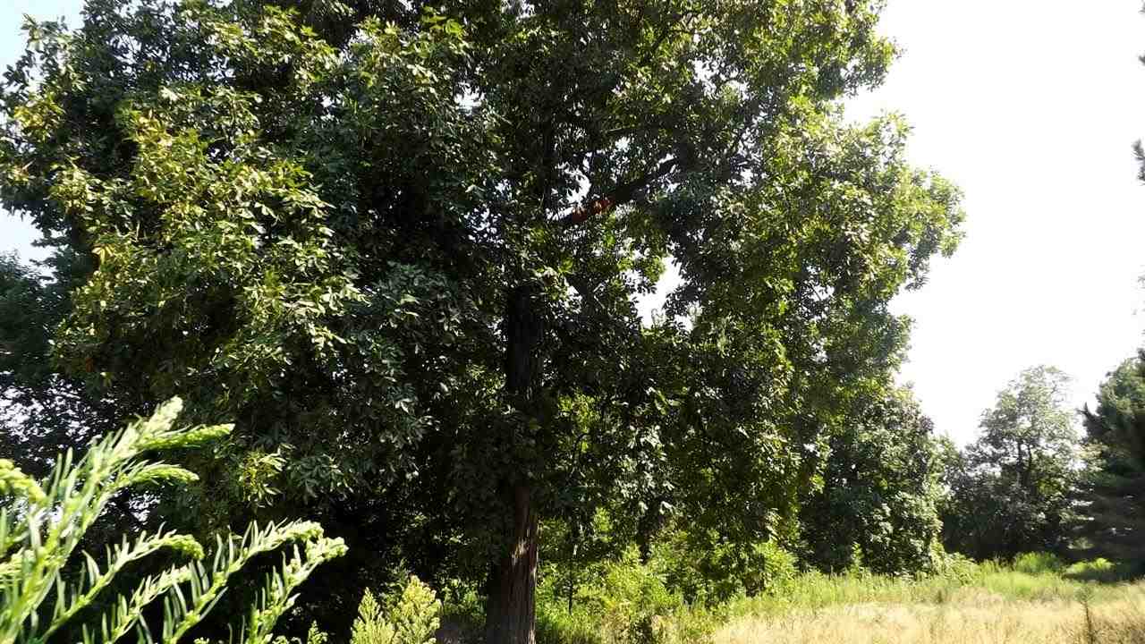 10017 N 1000 E, Otterbein, IN 47970 photo 21