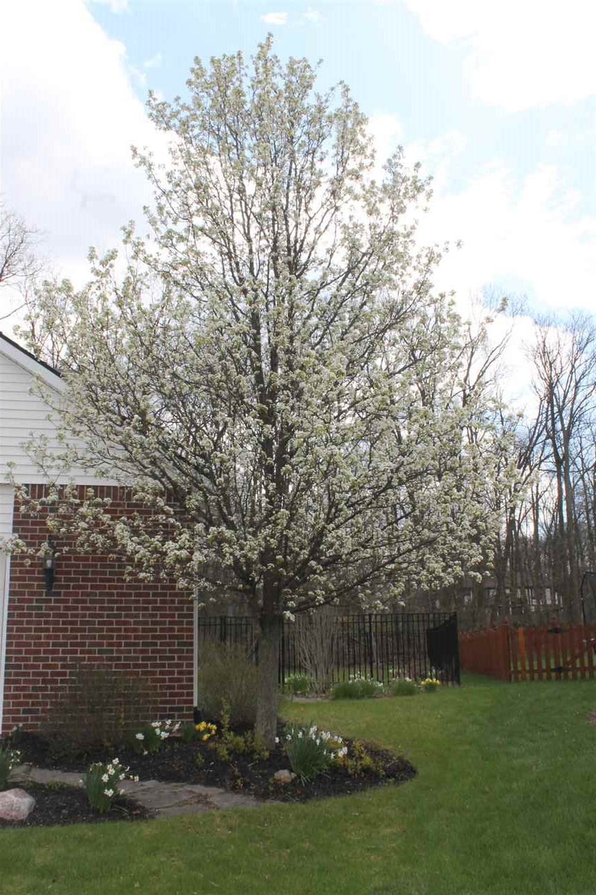 11314 Bromley Cv, Fort Wayne, IN 46845 photo 28