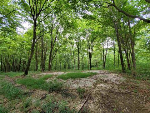 68 43acres Murray Rd, Mitchell, IN 47446 photo 24