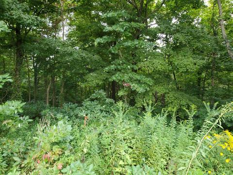 68 43acres Murray Rd, Mitchell, IN 47446 photo 5