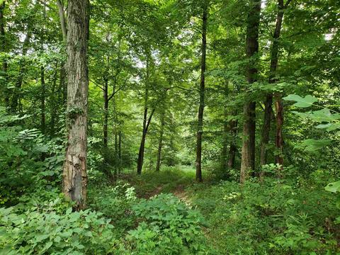 68 43acres Murray Rd, Mitchell, IN 47446 photo 26