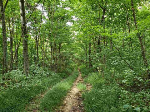 68 43acres Murray Rd, Mitchell, IN 47446 photo 1