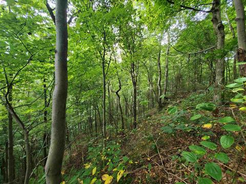 68 43acres Murray Rd, Mitchell, IN 47446 photo 22