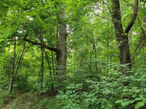 68 43acres Murray Rd, Mitchell, IN 47446 photo 18
