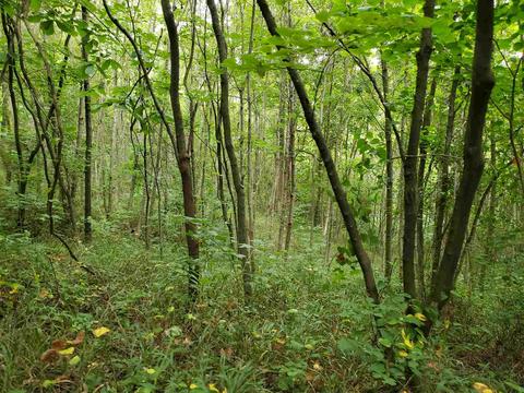 68 43acres Murray Rd, Mitchell, IN 47446 photo 17