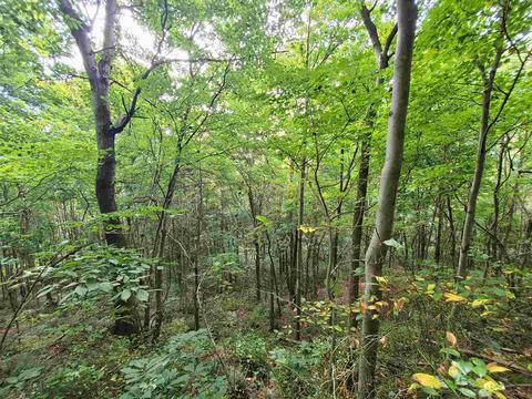68 43acres Murray Rd, Mitchell, IN 47446 photo 21