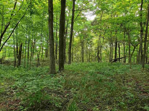 68 43acres Murray Rd, Mitchell, IN 47446 photo 19
