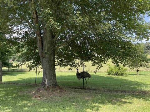 253 Riggle Rd, Williams, IN 47470 photo 20