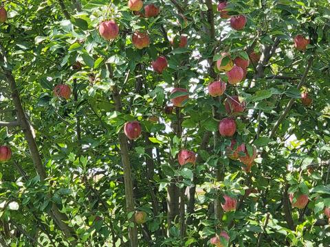 1475 E Division Rd, Tipton, IN 46072 photo 7