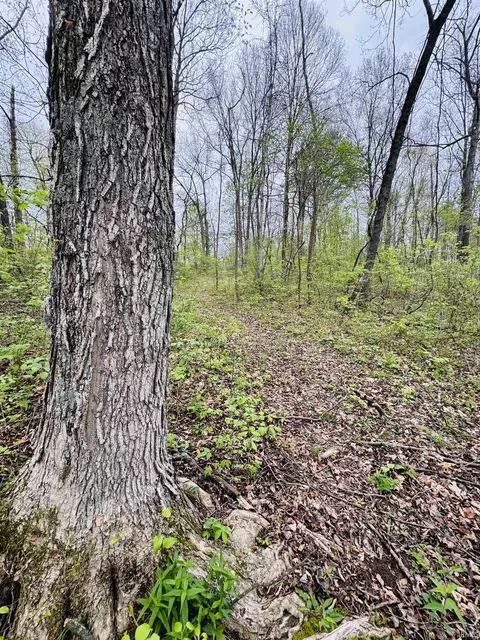 Tract 2 E Pine Road Common, Bloomfield, IN 47424 photo 5
