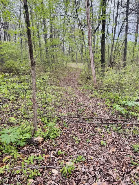Tract 2 E Pine Road Common, Bloomfield, IN 47424 photo 6