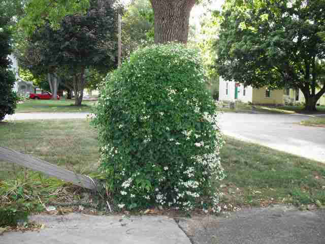 522 9th St, Covington, IN 47932 photo 16