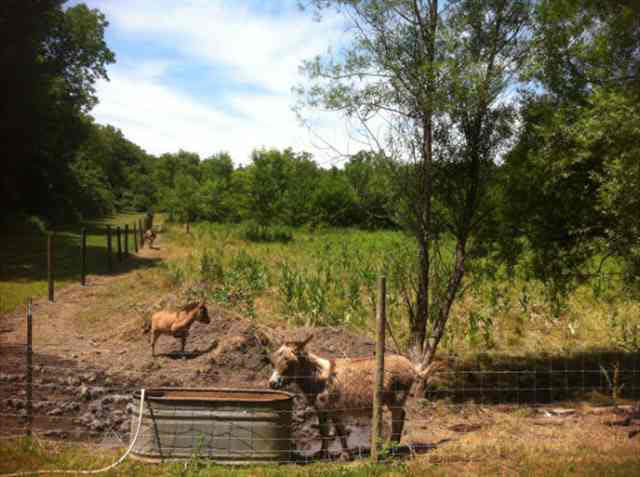 3170 E Flint Rd, Attica, IN 47918 photo 20