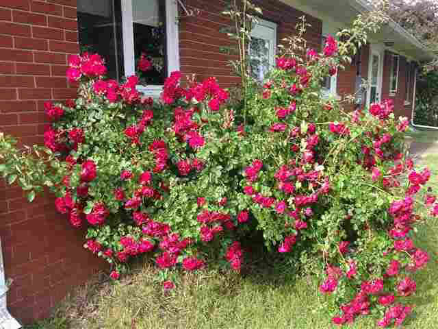 225 E Davis, Shipshewana, IN 46565 photo 7