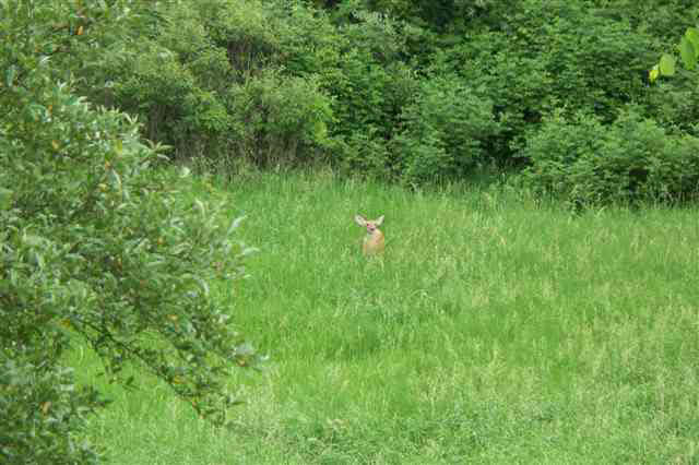 0630 N 400 E, Lagrange, IN 46761 photo 21