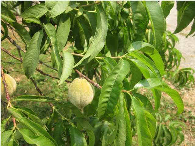 6378 N Blackburn Rd, Petersburg, IN 47567 photo 6