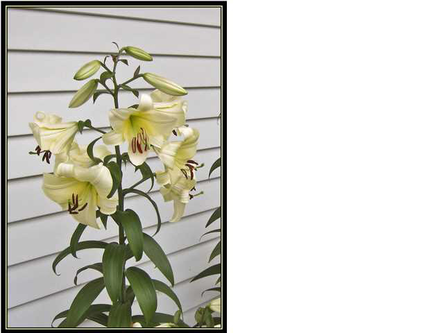 729 Davis Dr, Mount Vernon, IN 47620 photo 21
