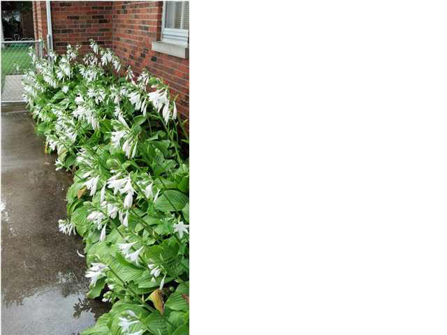 729 Davis Dr, Mount Vernon, IN 47620 photo 23