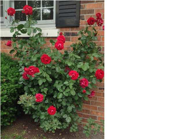 729 Davis Dr, Mount Vernon, IN 47620 photo 20