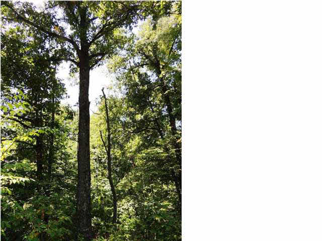 9111 State Road 132, Sebree, KY 42455 photo 15