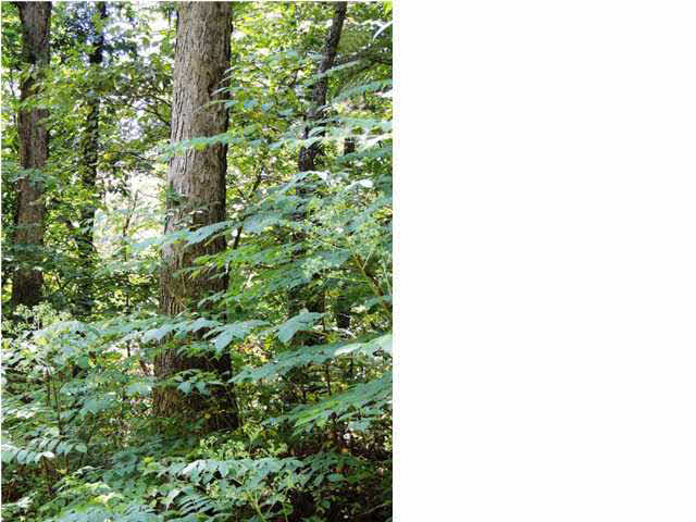 9111 State Road 132, Sebree, KY 42455 photo 13