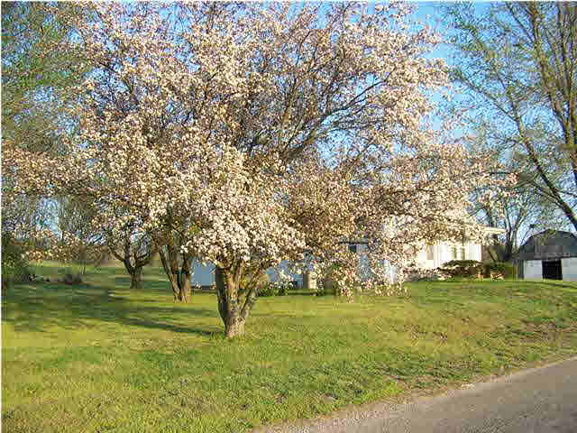 8220 Bald Knob Rd, Mount Vernon, IN 47620 photo 5