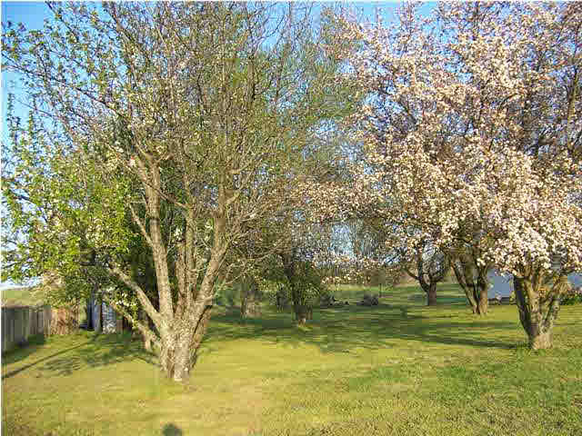 8220 Bald Knob Rd, Mount Vernon, IN 47620 photo 6